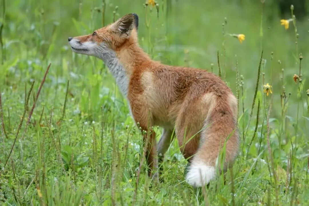 dc0806a938ee2ab0a133ed7dd5565ab1