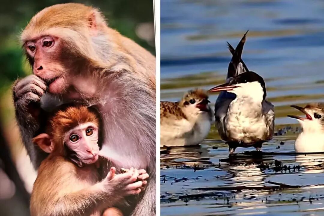 ba15de407590c0a37e654caee407a459_副本